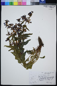 Penstemon pratensis image