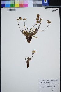 Ivesia lycopodioides image