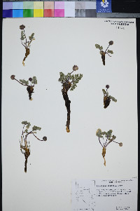 Cymopterus cinerarius image