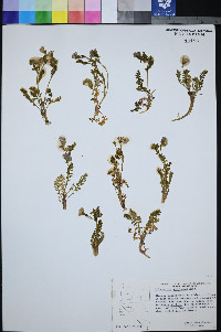 Polemonium pulcherrimum subsp. delicatum image