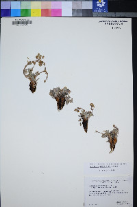 Potentilla morefieldii image