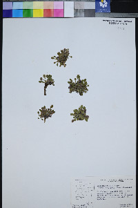 Erigeron uncialis image