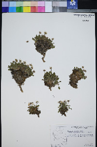 Erigeron uncialis image