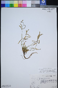 Boechera nevadensis image