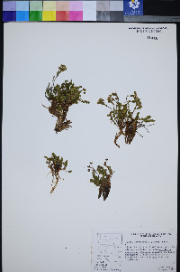 Ivesia cryptocaulis image