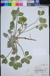 Pediomelum castoreum image