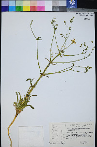Frasera albomarginata image