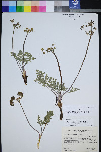 Lomatium foeniculaceum subsp. macdougalii image