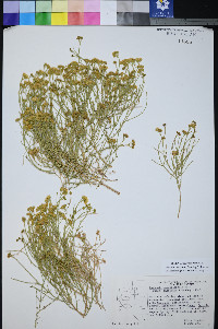 Perityle intricata image
