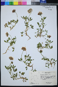 Trifolium wormskioldii image