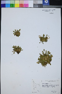 Ivesia jaegeri image