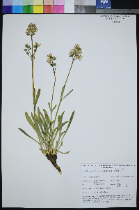 Frasera pahutensis image