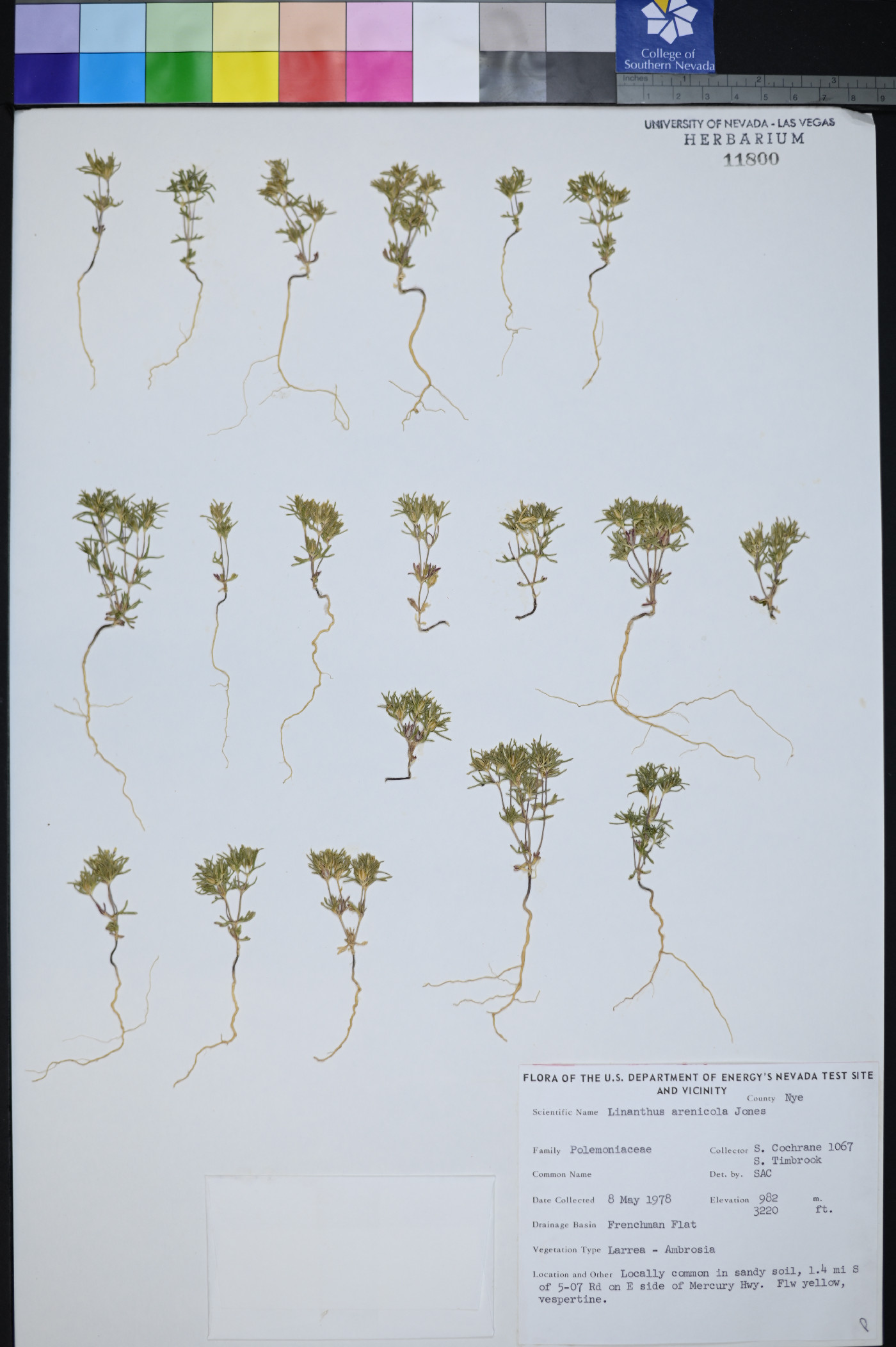 Linanthus arenicola image