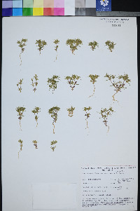 Linanthus arenicola image