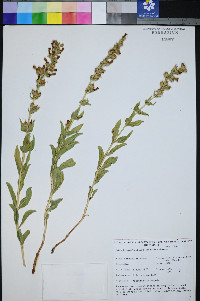 Penstemon arenarius image