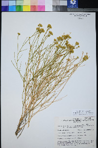 Perityle intricata image