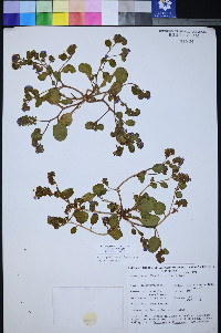Phacelia filiae image