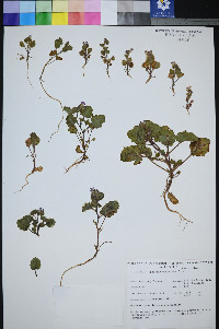 Phacelia mustelina image