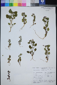 Phacelia mustelina image
