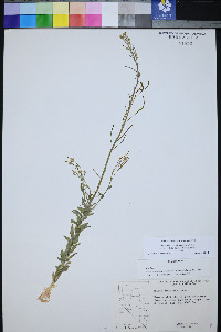 Boechera shockleyi image