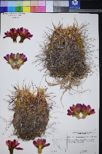 Sclerocactus polyancistrus image