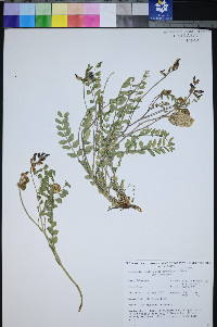 Astragalus oophorus image