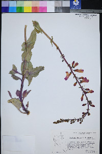 Penstemon bicolor image
