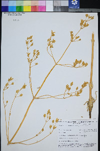 Frasera albomarginata image