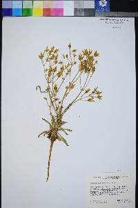 Frasera albomarginata image