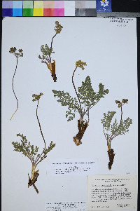 Lomatium foeniculaceum subsp. macdougalii image