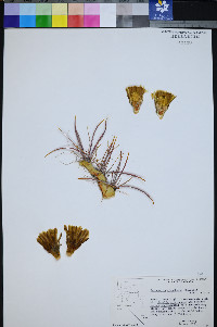 Ferocactus cylindraceus image