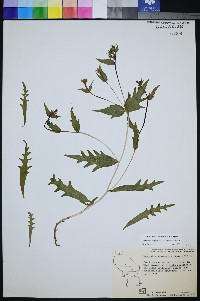 Mentzelia nitens image