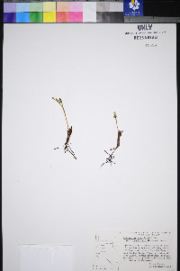Botrychium lunaria image