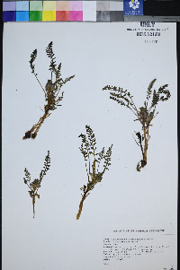 Johnstonella angustifolia image