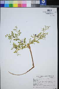 Senecio flaccidus var. monoensis image