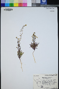 Zeltnera exaltata image
