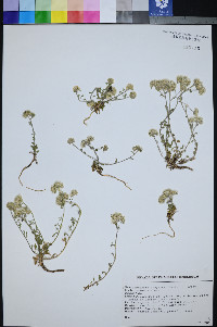 Uropappus lindleyi image