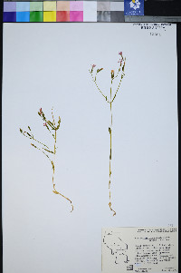 Zeltnera namophila image