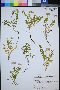 Polemonium pulcherrimum image