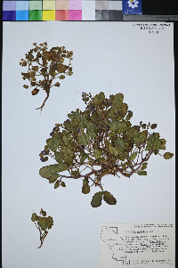 Phacelia mustelina image