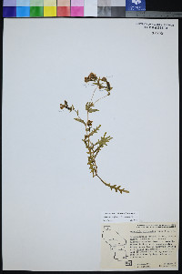 Mentzelia nitens image