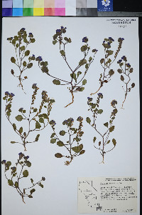 Phacelia mustelina image
