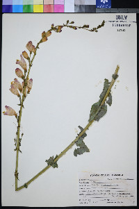 Penstemon palmeri image