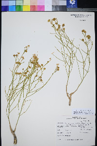 Perityle intricata image