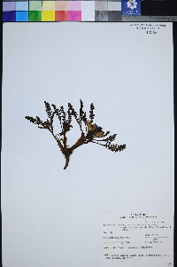 Pedicularis semibarbata var. charlestonensis image