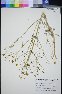 Frasera albomarginata image