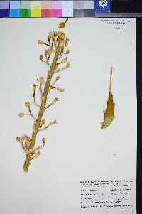 Agave utahensis var. eborispina image