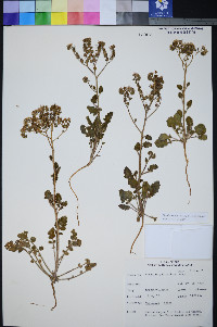 Phacelia petrosa image