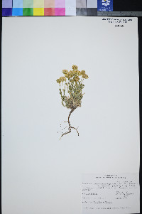 Xanthisma grindelioides var. depressum image