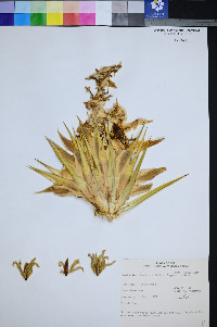 Yucca brevifolia image